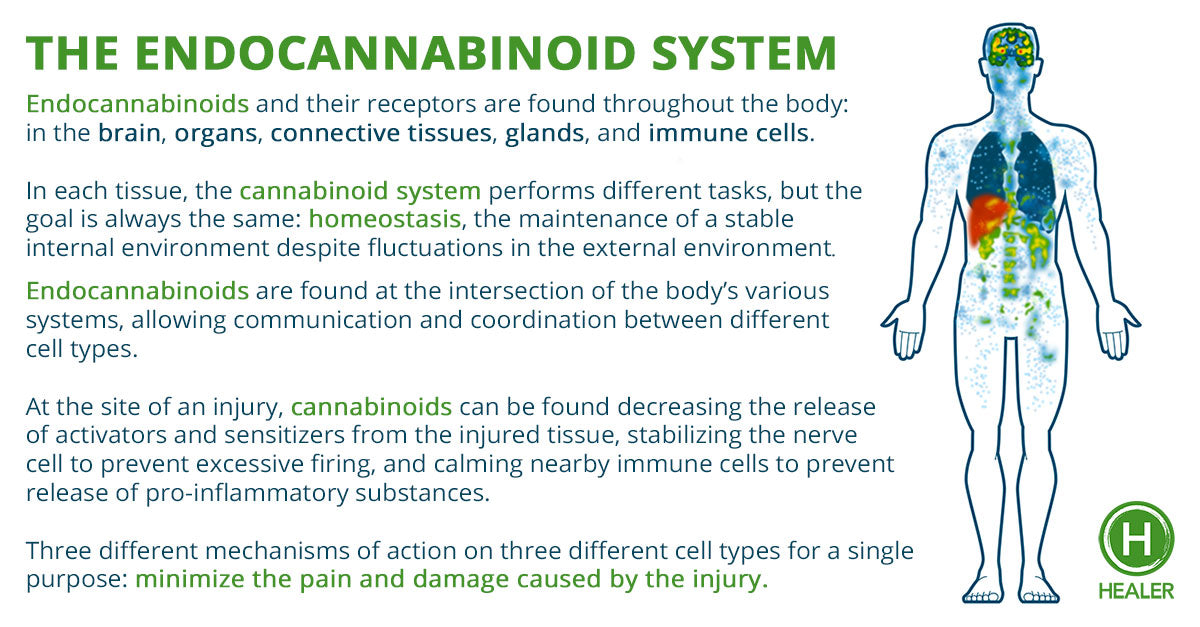 I have an Endocannabinoid System?  Understanding the basics of one of the most important systems in our bodies.