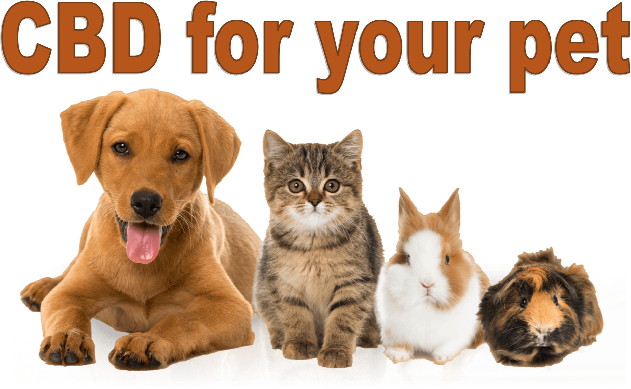 CBD for your pets: Yep, they have an Endocannabinoid System too!