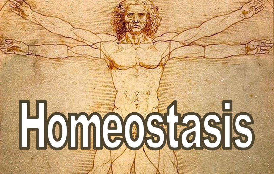 Homeostasis