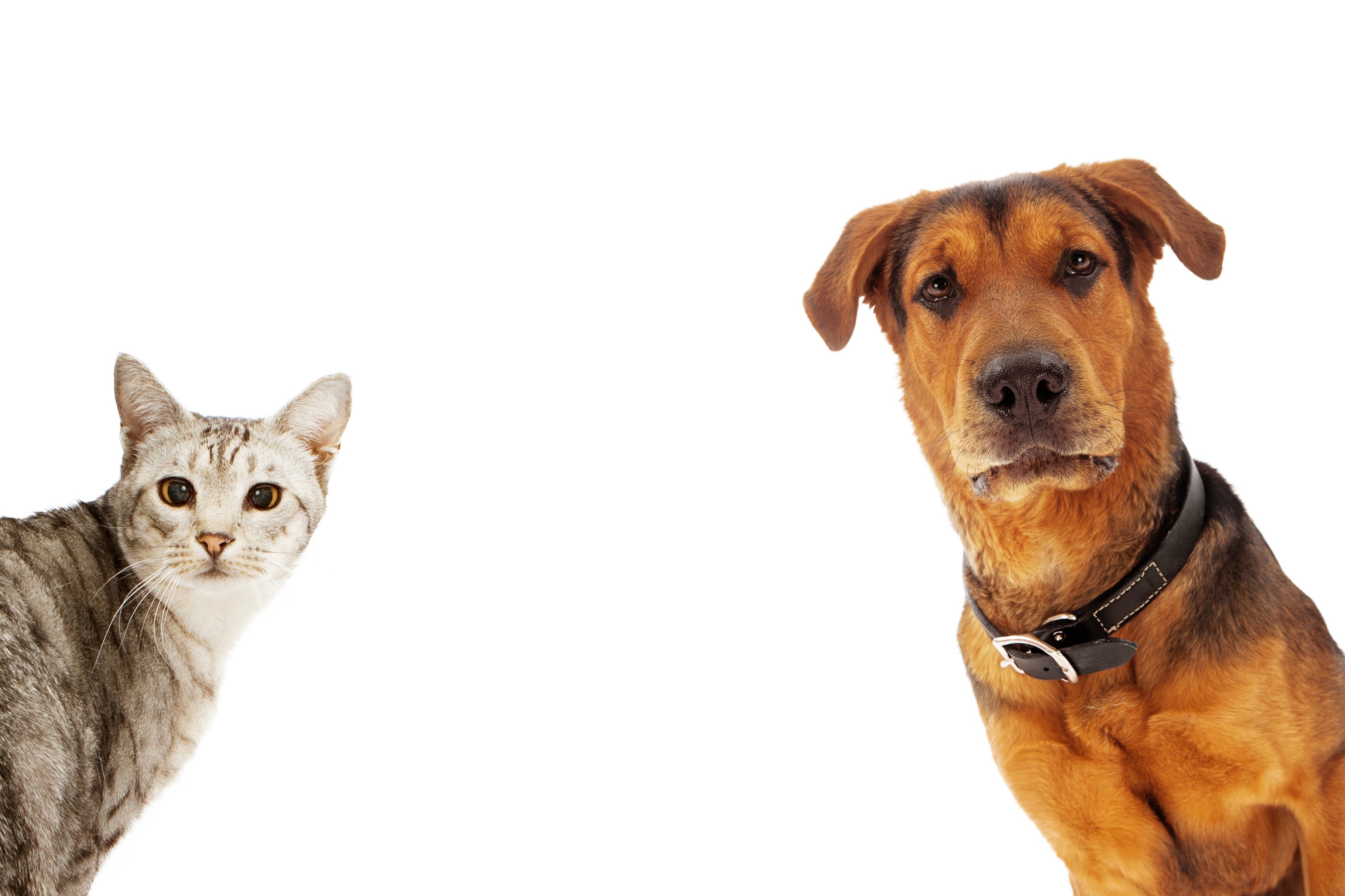 Dog and cat looking at camera