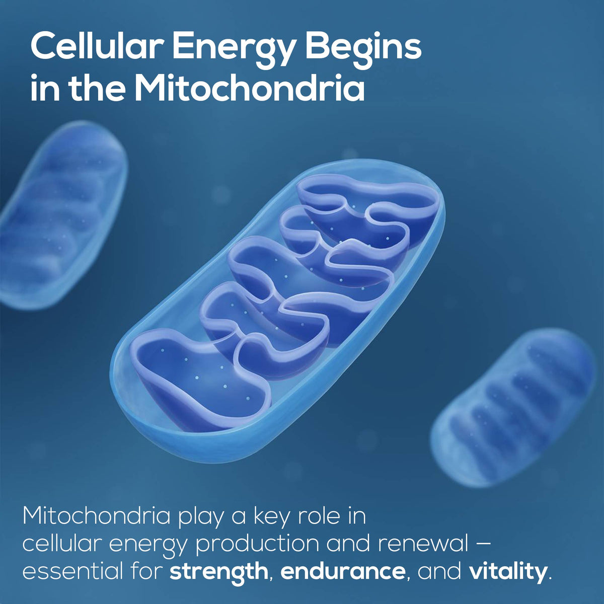 Educational graphic with the text 'Cellular Energy Begins in the Mitochondria' over a blue background, showing a stylized 3D mitochondrion in the center with two smaller mitochondria in the background and additional explanatory text at the bottom.