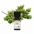 Aura Cacia Copaiba essential oil on with branch of copaiba behind bottle