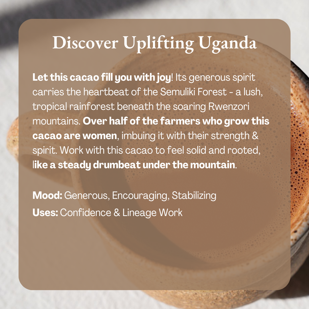 Cacao with text overlay about Uganda's cacao and its cultural significance