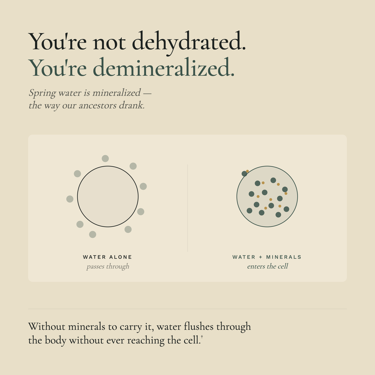 Text and diagrams about water and minerals on a beige background