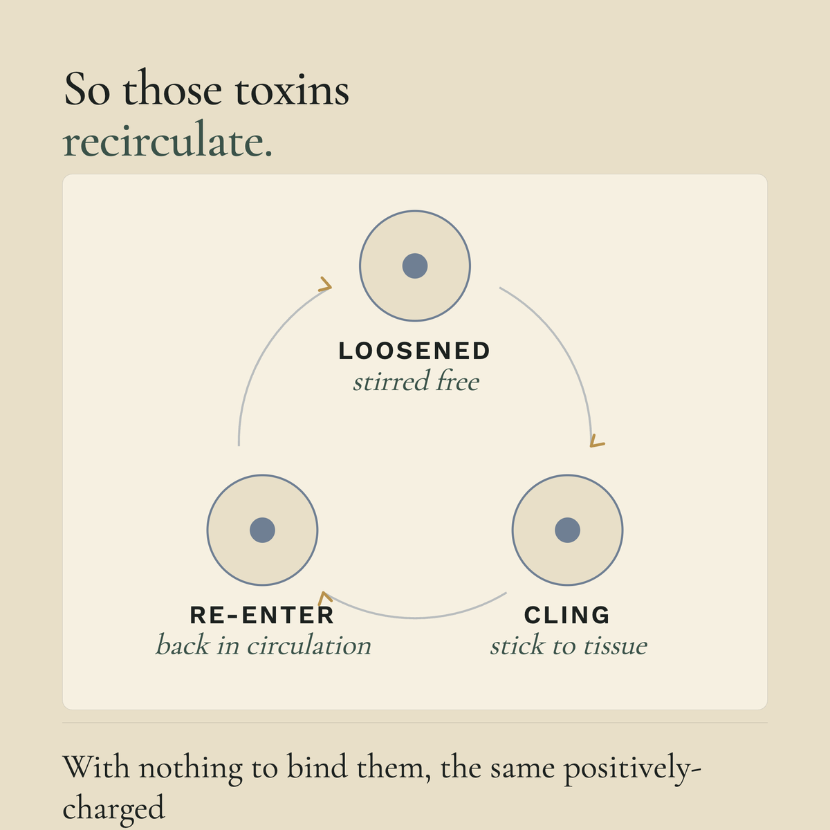 An informational diagram on a beige background explaining how toxins recirculate. It shows three circular stages labeled 'LOOSENED stirred free,' 'CLING stick to tissue,' and 'RE-ENTER back in circulation,' with arrows connecting them.