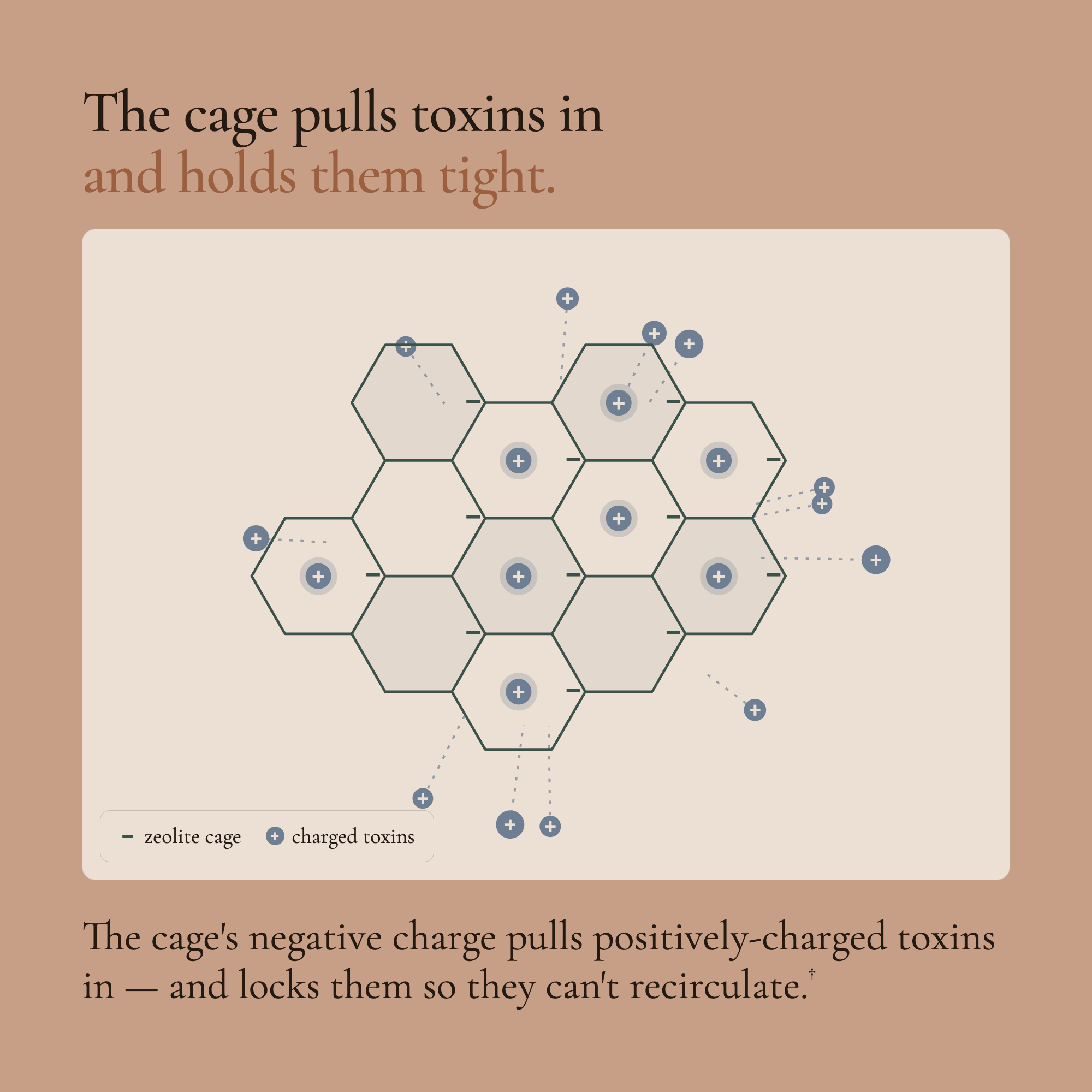 An informational graphic with text explaining a toxin-cage mechanism on a warm beige background. A central panel shows a hexagonal cage structure with blue dots and labels, plus explanatory copy about toxins being pulled in and held tightly.