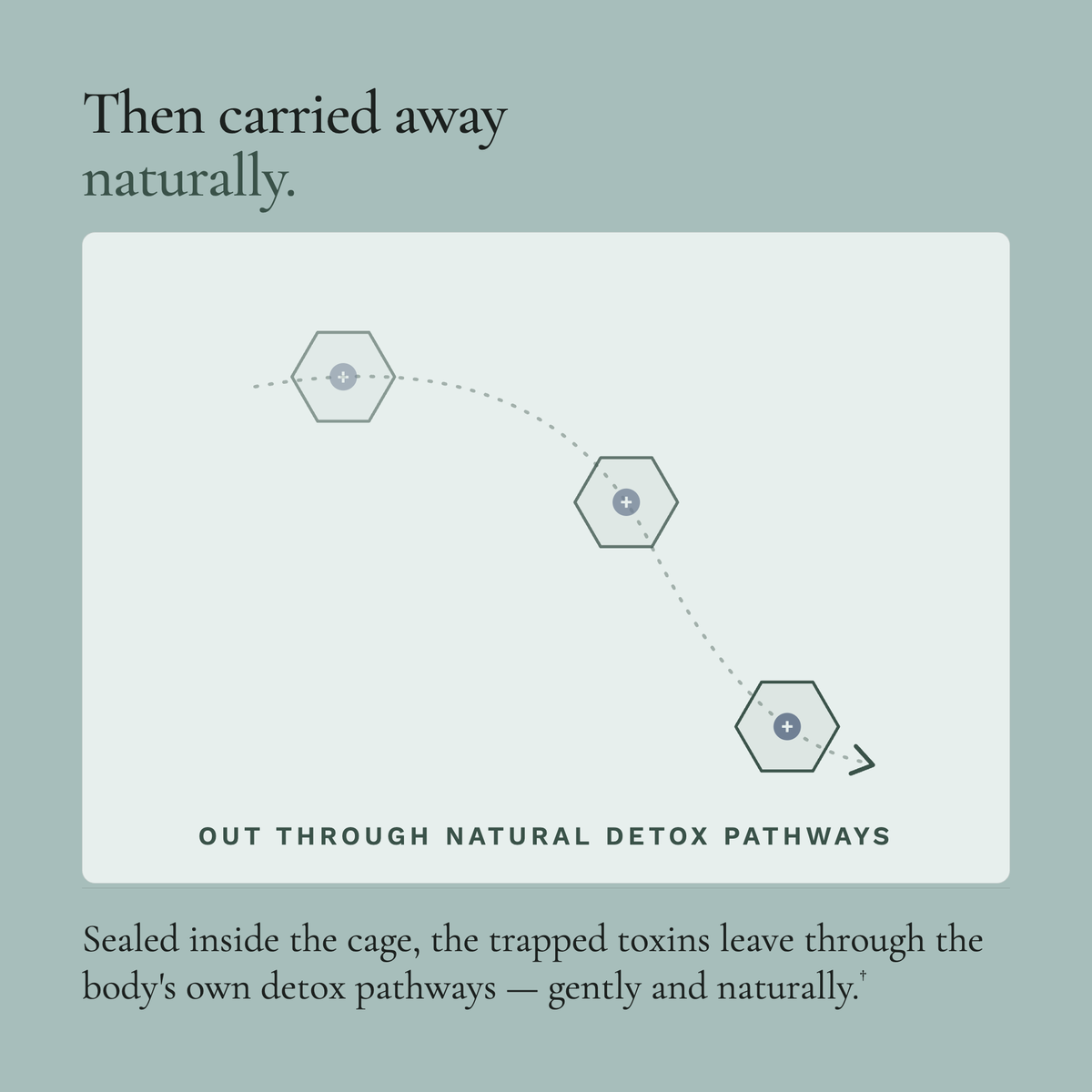 Diagram of toxins leaving through natural detox pathways on a light green background